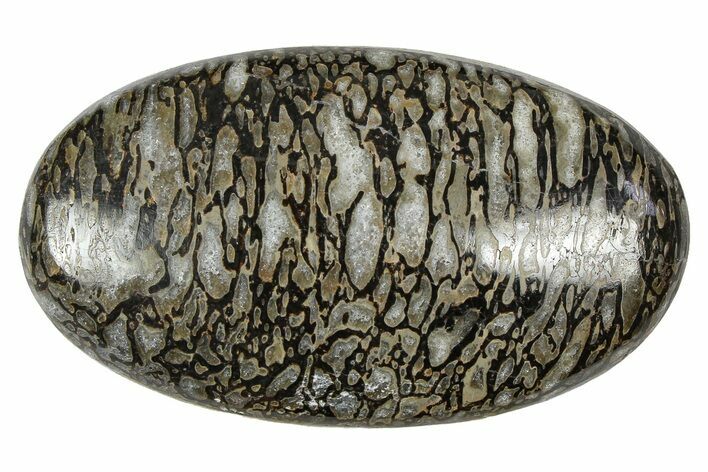 Polished Dinosaur Bone (Gembone) Cabochon - Colorado #370713